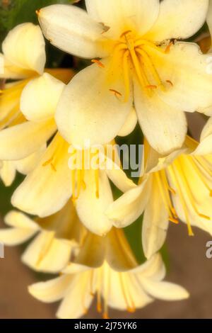 Nahaufnahme eines Pflanzenportraits von Clivia „Bodnant Yellow“, Clivias; Natal Lily Flowers Stockfoto