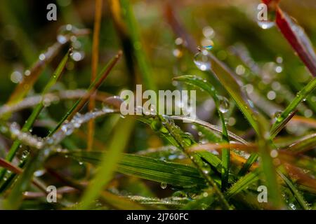 Nasses Gras am frühen Morgen mit Regentropfen, geringer Tiefenschärfe, wunderschönem Fuzzy Bokeh Stockfoto