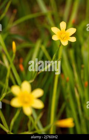 Spindly Moraea Collina, Kaptulip, Blumen und Laub Stockfoto