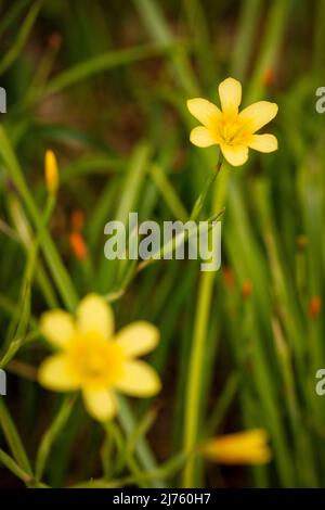 Spindly Moraea Collina, Kaptulip, Blumen und Laub Stockfoto