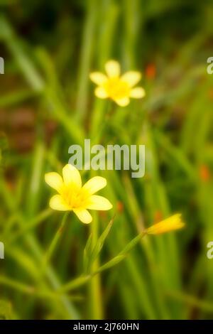 Spindly Moraea Collina, Kaptulip, Blumen und Laub Stockfoto
