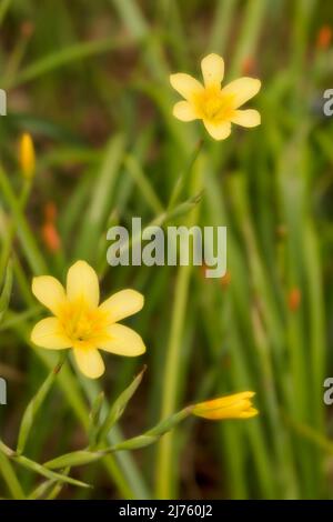 Spindly Moraea Collina, Kaptulip, Blumen und Laub Stockfoto
