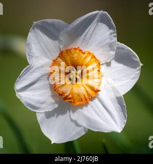 Weißer Narzissen mit oranger Sekundärkrone Stockfoto