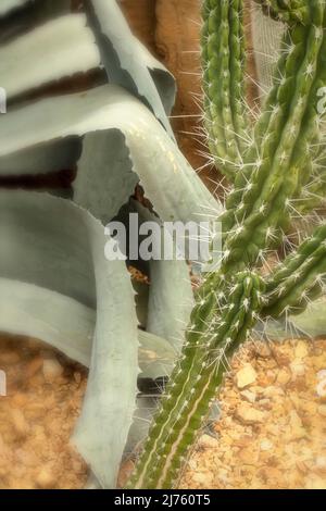 Stacheliger Stetsonia Coryne (Zahnstocherkaktus) im Innenbereich, natürliches Pflanzenportrait Stockfoto