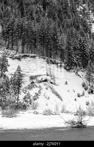 Gefallene Nadelbäume am Ufer der Isar im Winterschnee im Karwendelgebirge in schwarz-weiß. Stockfoto