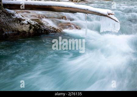 Einzelne Zapfen hängen an einem gebrochenen Baumstamm über dem Rissbach in der eng bei Hinterriss über dem Gischt des Bergbaches im Karwendelgebirge Stockfoto