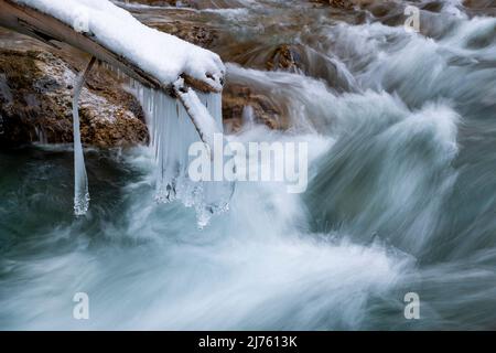 Einzelne Zapfen hängen an einem gebrochenen Baumstamm über dem Rissbach in der eng bei Hinterriss über dem Gischt des Bergbaches im Karwendelgebirge Stockfoto