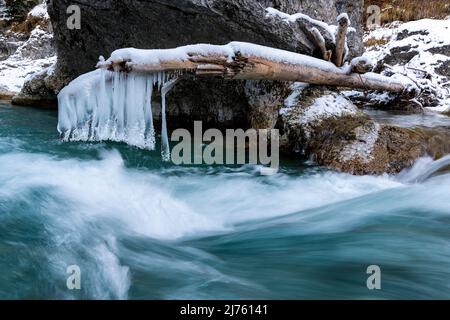 Einzelne Zapfen hängen an einem gebrochenen Baumstamm über dem Rissbach in der eng bei Hinterriss über dem Gischt des Bergbaches im Karwendelgebirge Stockfoto