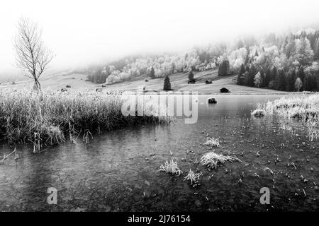 Winter mit Reif und Eis am Ufer des Geroldsee/ Wagenbrüchsee im Werdenfelser Land, im Hintergrund einzelne Heuhaufen und Wald. Stockfoto