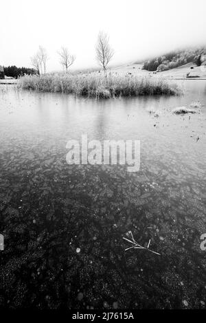 Eis und Reif am Ufer des Geroldsee / Wagenbrüchsee im Werdenfelserland in den bayerischen Alpen bei Garmisch-Partenkirchen. Im Vordergrund ein gebrochenes Schilf mit Raureif und im Hintergrund eine kleine Schilfinsel mit einigen jungen Birken. Stockfoto