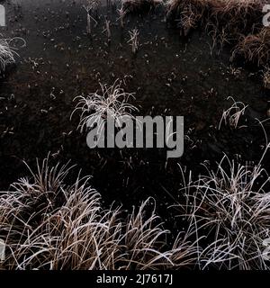 Gefrorenes Gras am Ufer des Geroldsees, im Winter mit Reif im Eis des kleinen Moorsees Stockfoto