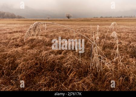 Raureif auf Schilfhalmen im Moor bei Kochel am Kochelsee, im Hintergrund typisch düsteres Herbstwetter und ein kleiner Baum, der mit Raureif bedeckt ist. Stockfoto