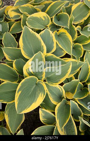 Halb abstraktes Nahaufnahme-Pflanzenportrait von Hosta „First Frost“, auffallendes Laub von Kochelilien „First Frost“ Stockfoto