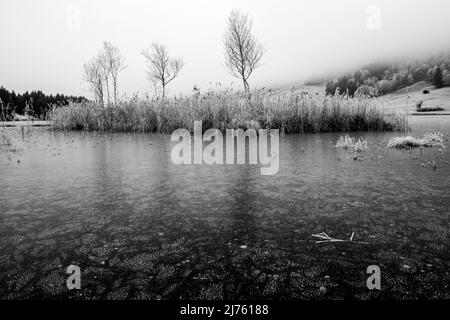 Eis und Reif am Ufer des Geroldsee / Wagenbrüchsee im Werdenfelserland in den bayerischen Alpen bei Garmisch-Partenkirchen. Im Vordergrund ein gebrochenes Schilf mit Raureif und im Hintergrund eine kleine Schilfinsel mit einigen jungen Birken. Stockfoto