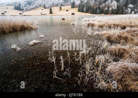 Winter mit Reif und Eis am Ufer des Geroldsee/ Wagenbrüchsee im Werdenfelser Land, im Hintergrund einzelne Heuhaufen und Wald. Stockfoto