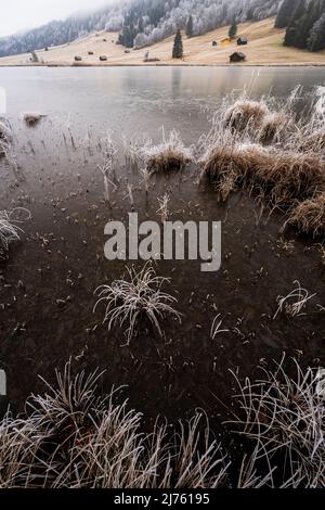 Winter mit Reif und Eis am Ufer des Geroldsee/ Wagenbrüchsee im Werdenfelser Land, im Hintergrund einzelne Heuhaufen und Wald. Stockfoto