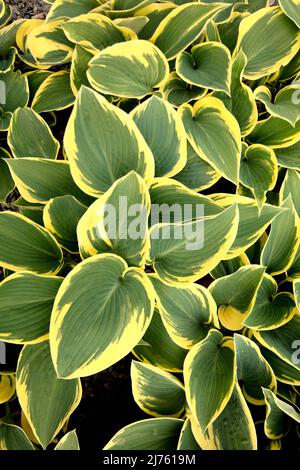Halb abstraktes Nahaufnahme-Pflanzenportrait von Hosta „First Frost“, auffallendes Laub von Kochelilien „First Frost“ Stockfoto