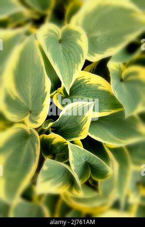 Halb abstraktes Nahaufnahme-Pflanzenportrait von Hosta „First Frost“, auffallendes Laub von Kochelilien „First Frost“ Stockfoto