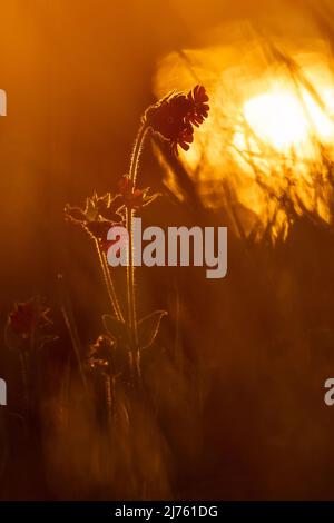 Rote Lichtenkarnations, auch Rotgluewort, rote Nachtkarnations, Waldkarnations, Tageslichtenkarnations oder Herrgottsblutt genannt, im Hintergrund der untergehenden Sonne im Voralpenland auf einer Blumenwiese im warmen Licht der Sonne. Stockfoto