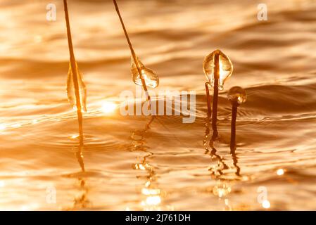 Eiszapfen auf Schilfhalmen gegen das Licht der untergehenden Sonne am Walchensee Stockfoto