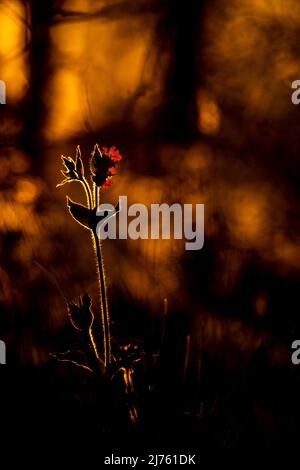 Rote Lichtenkarnations, auch Rotgluewort, rote Nachtkarnations, Waldkarnations, Tageslichtenkarnations oder Herrgottsblutt genannt, im Hintergrund der untergehenden Sonne im Voralpenland auf einer Blumenwiese im warmen Licht der Sonne. Stockfoto