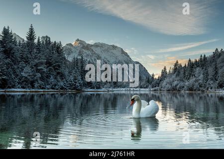 Ein stummer Schwan auf dem Stausee Krün am frühen Morgen im Winter. Im Hintergrund schneebedeckte Bäume und das verschneite Karwendelgebirge Stockfoto