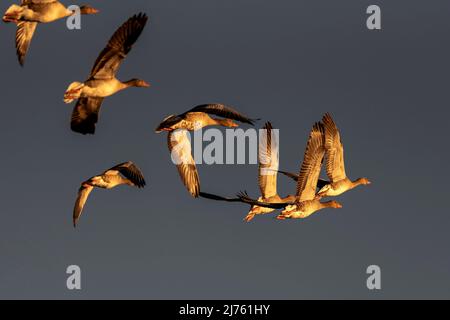 Eine Gruppe grauer Gänse im warmen Abendlicht während der Flugübungen Stockfoto