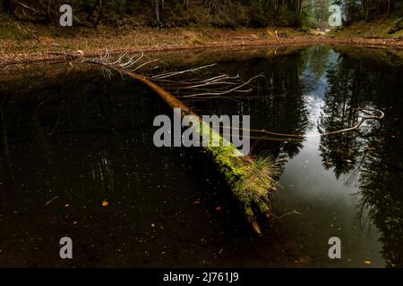 Ein toter, mit Moos bewachsener Baum am Ufer des Eibsee bei der Zugspitze Stockfoto