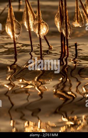 Eiszapfen auf Schilfhalmen gegen das Licht der untergehenden Sonne am Walchensee Stockfoto