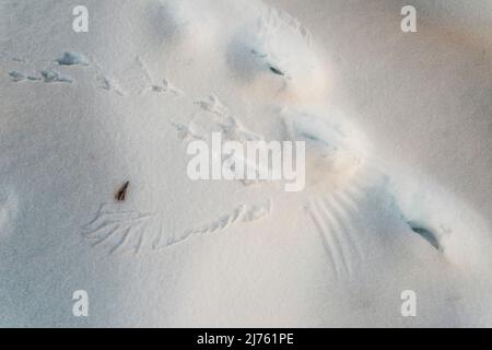 Ein Rabe landete im Schnee und rannte weg - und hinterließ einen Abdruck von sich selbst. Stockfoto