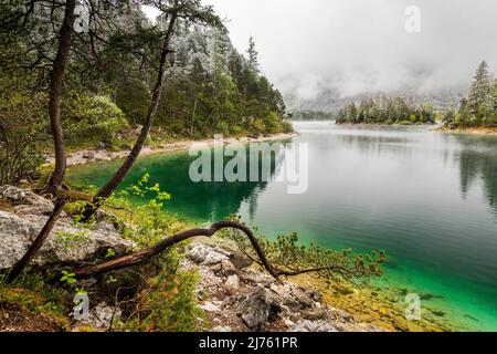 Ein Zweig oder Baum einer Kiefer am Ufer des Eibsee im Frühjahr während der Ice Saints. Im Hintergrund dichte Wolken und schneebedeckte Baumkronen, und eine kleine Insel mit türkisfarbenem Wasser. Stockfoto