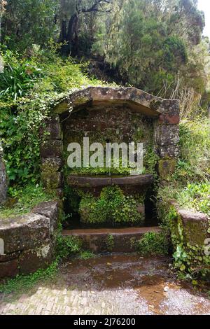 Altes verwittertes Waschbecken, umgeben und von grünen Pflanzen im tropischen Garten des Monte Palace überwachsen. Foto von Matheisl Stockfoto