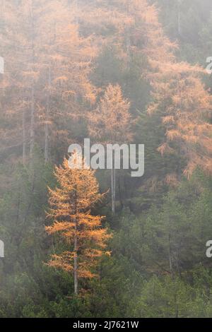 Detail eines Lärchenhains im Gramai in Tirol bei Nebel im Herbst, aufgenommen beim Aufstieg zum Sonnjoch in Karwendel. Stockfoto