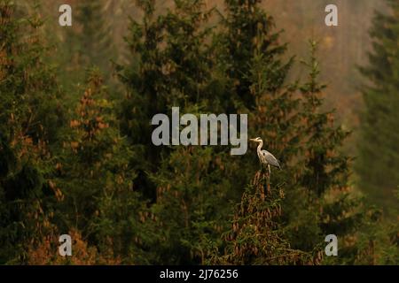 Ein grauer Reiher steht hoch oben auf einem Nadelbaum und spioniert auf einem kleinen Teich. Stockfoto