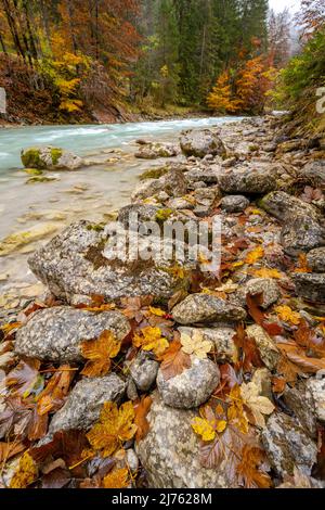 Herbstblätter aus Ahorn und Buche an den felsigen, steinigen Ufern des Rissbaches, einem der Nebenflüsse der Isar, leuchten vom Regen nass die Herbstfarben. Stockfoto