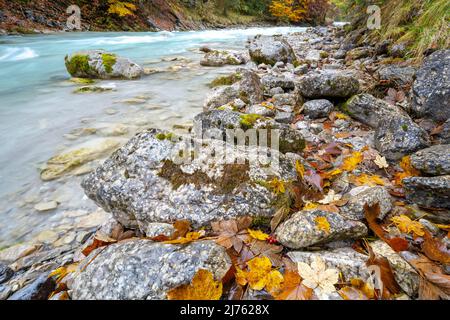 Herbstblätter aus Ahorn und Buche an den felsigen, steinigen Ufern des Rissbaches, einem der Nebenflüsse der Isar, leuchten vom Regen nass die Herbstfarben. Stockfoto