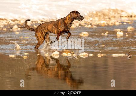 Hanover Hound Emma springt im Winterschnee durch das seichte Wasser eines Baches Stockfoto