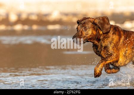 Der Rüpel, ein Hannoverscher Schweißhund, läuft und springt im Winter an einem kleinen Bergbach durch seichtes Wasser. Im Hintergrund teilweise weißer Schnee. Stockfoto