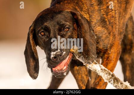 Hanover Hound Emma kaut auf einem Stock im Schnee Stockfoto