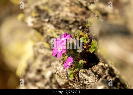 Im Frühjahr erblüht auf einem Flechtenfelsen in den Tiroler Alpen die Gletscherkarnations. Die rosa Blume leuchtet im Sonnenlicht Stockfoto