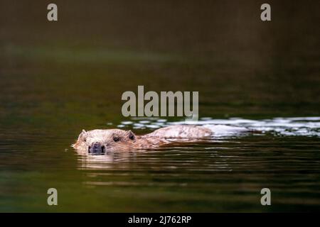 Ein männlicher Biber schwimmt ruhig im an dieser Stelle ruhigen Wasser der Isar mit perfekter Reflexion. Stockfoto