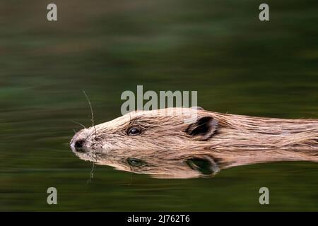 Ein männlicher Biber schwimmt ruhig im an dieser Stelle ruhigen Wasser der Isar mit perfekter Reflexion. Stockfoto