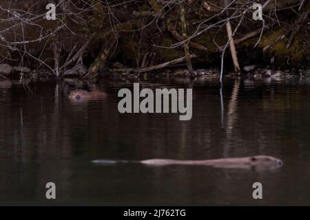 Zwei Biber an der Isar Stockfoto
