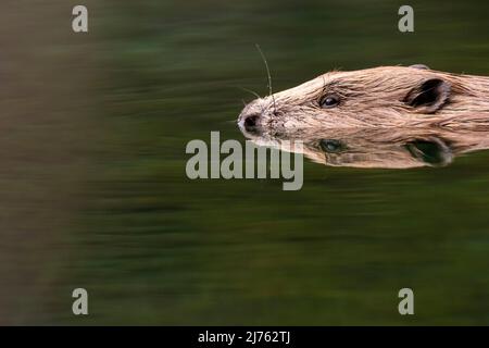 Ein männlicher Biber schwimmt ruhig im an dieser Stelle ruhigen Wasser der Isar mit perfekter Reflexion. Stockfoto