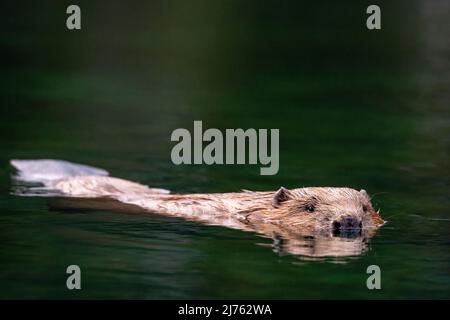 Ein männlicher Biber schwimmt ruhig im an dieser Stelle ruhigen Wasser der Isar mit perfekter Reflexion. Stockfoto