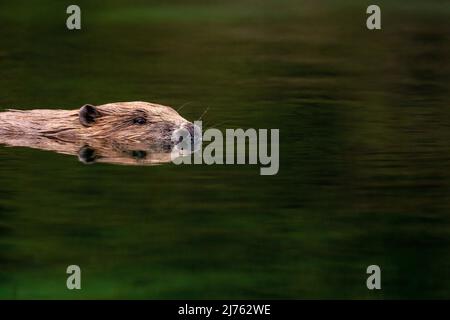 Ein männlicher Biber schwimmt ruhig im an dieser Stelle ruhigen Wasser der Isar mit perfekter Reflexion. Stockfoto