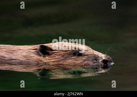 Ein männlicher Biber schwimmt ruhig im an dieser Stelle ruhigen Wasser der Isar mit perfekter Reflexion. Stockfoto