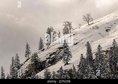 Zwei Gämsen klettern durch den tiefen Schnee am Hang des Gamsjochs im Karwendel, oberhalb des Großen Ahornbodens. Stockfoto