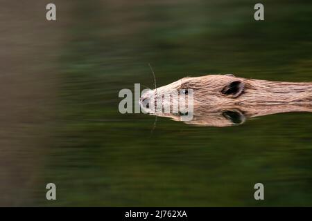 Ein männlicher Biber schwimmt ruhig im an dieser Stelle ruhigen Wasser der Isar mit perfekter Reflexion. Stockfoto