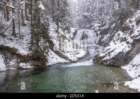 Der Sachenfall auf der Obernach zwischen Wallgau und Walchensee in den bayerischen Alpen, bei starkem Schneefall im Winter. Sein klares Wasser verleiht einen starken Farbakzent. Stockfoto